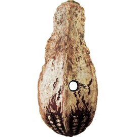 Mahogany Pod- "BIRDS LOVE THEM"