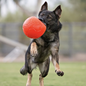 Jolly Pets Soccer Ball 8" Large Dog Toy Assorted Colors Each