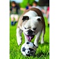 KONG KONG DOG SPORTS BALL MEDIUM 3 PACK