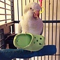 SUPER BIRD CREATIONS Super Bird Crocs Assorted Colors Each sb-1193