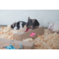 FIBERCORE Eco-Forage Box for Small Animals 1" x 1" x 4"-6 Count