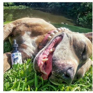 SUZIES'S CBD SUZIE S CBD 1000 mg. DROPS FOR DOGS 2 oz. BOTTLE