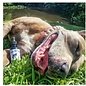 SUZIES'S CBD SUZIE S CBD DROPS FOR DOGS