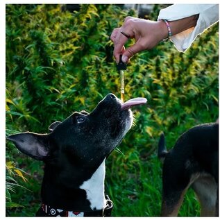 SUZIES'S CBD SUZIE S CBD 1000 mg. DROPS FOR DOGS 2 oz. BOTTLE