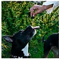 SUZIES'S CBD SUZIE S CBD DROPS FOR DOGS