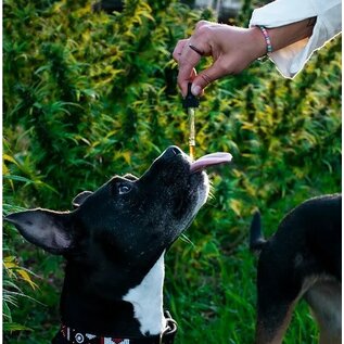 SUZIES'S CBD SUZIE S CBD 500 mg. DROPS FOR DOGS 2 oz. BOTTLE