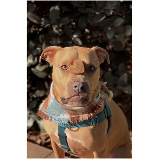 SUZIES'S CBD SUZIE S CBD HEARTS FOR DOGS