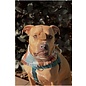 SUZIES'S CBD SUZIE S CBD HEARTS FOR DOGS