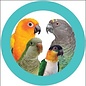 SUPER BIRD CREATIONS Super Bird SB-1202 Rainbow Aglets Small 14 x 2 x 2"
