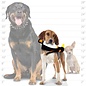 TUFFY Junior Penguin - Squeakers Interactive Play (Tug, Toss & Fetch).