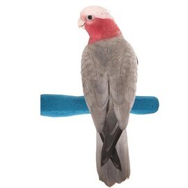 Pedicure Safety Perch Medium Assorted Colors