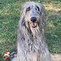FROMM FROMM DOG 4STAR HIGHLANDER BEEF,OATS, & BARLEY RECIPE 4LB.