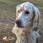 FROMM FROMM DOG 4STAR HIGHLANDER BEEF,OATS, & BARLEY RECIPE 4LB.