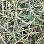 OXBOW Oxbow Animal Health Oxbow Hay Blends - Western Timothy & Orchard - 90 oz.