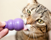 Cat Treats