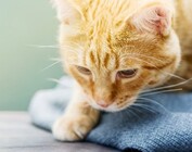 Cat Supplements