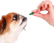 Dog Supplements