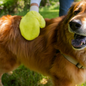 TiCK MiTT TiCK MiTT Microfiber Tick Remover for Dogs & Cats, Yellow