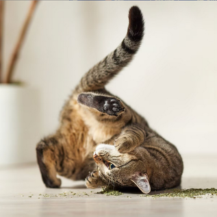 YEOWWW YEOWWW! CAT CATNIP 2OZ TUB