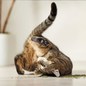 YEOWWW YEOWWW! CAT CATNIP 2OZ TUB