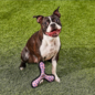 Tuffy's Junior Bowmerang Squeaky Plush Dog Toy, Pink Leopard