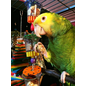 SUPER BIRD CREATIONS Super Bird SB-632 Bottom's Up Foraging Treat Toy