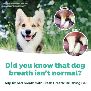 TROPICLEAN TropiClean Fresh Breath Total Care Kit for Dogs Large