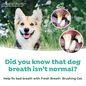 TROPICLEAN TropiClean Fresh Breath Total Care Kit for Dogs Large