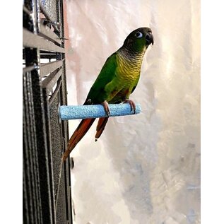 POLLY'S PASTEL CEMENT PERCH BABY MED-4" (assorted colors)