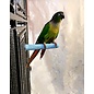 POLLY'S PASTEL CEMENT PERCH BABY MED-4" (assorted colors)