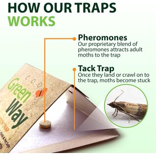JUNGLE JUNCTION GREENWAY 00402 Pantry Food Moth Traps Non-Toxic, Child & Pet Safe, 1 Pack (Includes 2 Traps and 2 Lures)