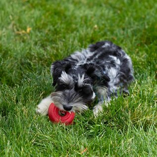 KONG KONG Donut Toy  Durable Natural Rubber Chew & Fetch Fun Small/Medium