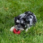 KONG KONG Donut Toy  Durable Natural Rubber Chew & Fetch Fun Small/Medium