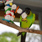 SUPER BIRD CREATIONS Super Bird SB-505 Mini Starburst