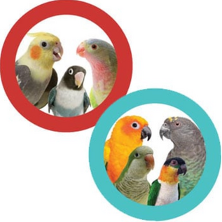 Perky Parrot Cheers Sr. PK2026 8.5 x 3.5 x 3.5"