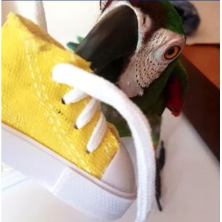 SUPER BIRD CREATIONS Super Bird SB-1059 Sneaker/Tennis Shoe- Each Assorted Colors