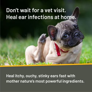 ABSORBINE Silver Honey Rapid Ear Care Vet Strength Ear Treatment Kit 10 Day Treatment
