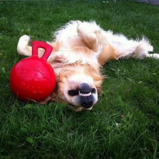 Jolly Tug-N-Toss Large Red 8"