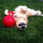 Jolly Tug-N-Toss Large Red 8"