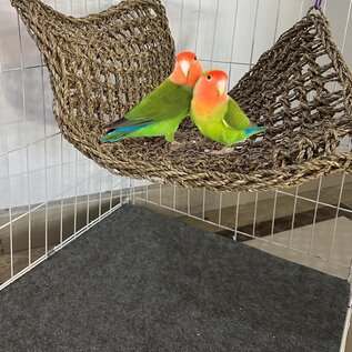 A&E CAGE COMPANY A&E Happy Beaks 14"x24" Rectangle Woven Natural Seagrass Vine Mat