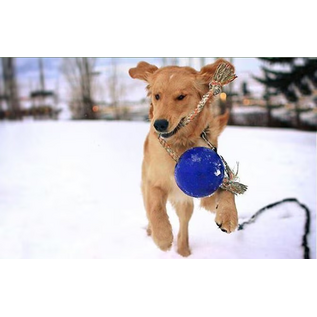 Jolly Pets Romp-N-Roll Purple 6"