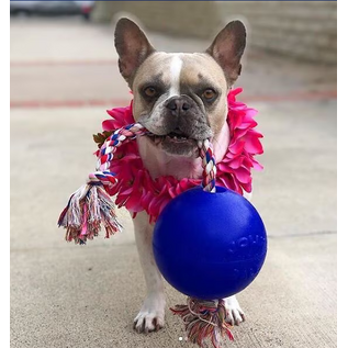 Jolly Pets Romp-N-Roll Purple 6"