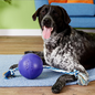 Jolly Pets Romp-N-Roll Purple 6"