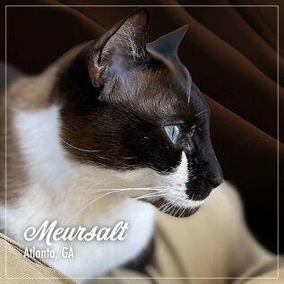 FROMM FROMM CAT PURRSNICKITTY CHICKEN 4LBS