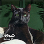 FROMM FROMM CAT PURRSNICKITTY GAMEBIRD 4LBS