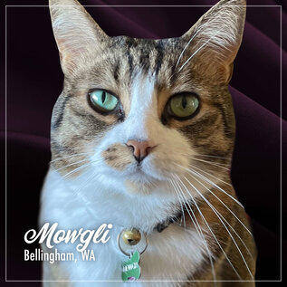 FROMM FROMM CAT PURRSNICKITTY SALMON SPLENDOR 4LBS