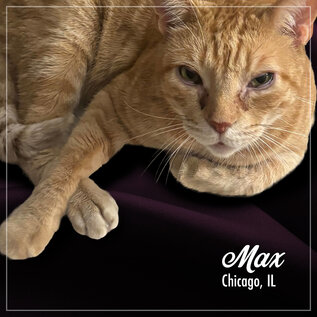 FROMM FROMM CAT PURRSNICKITTY SALMON SPLENDOR 4LBS