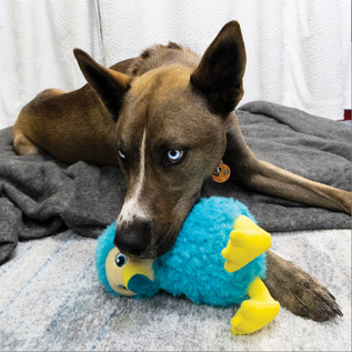 KONG KONG TOUGHZ DODO MEDIUM