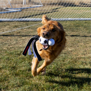 KONG KONG Wubba Sport Soccer Ball Squeaky Plush Dog Toy, Black White, Large