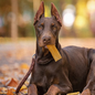 FIELDCREST FARMS NOTHIN  TO HIDE RAWHIDE ALTERNATIVE FLIP CHIPS